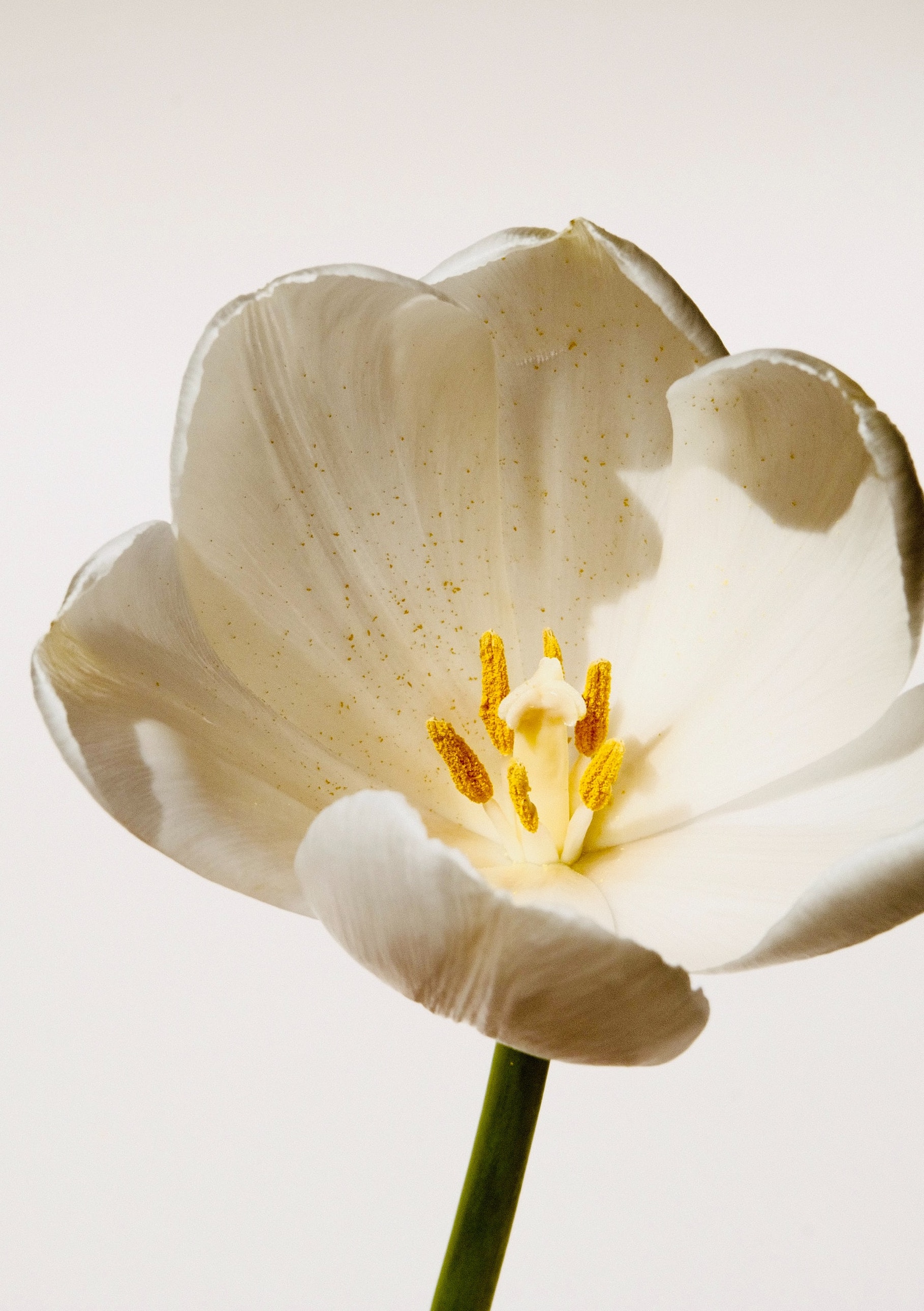A white flower